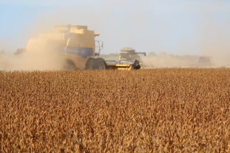 Soja recua e milho resiste