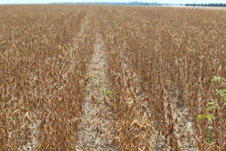 Previsão de clima mais seco nas lavouras americanas melhora a soja em Chicago