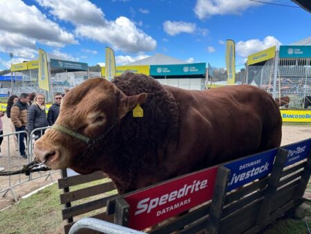 1.450 quilos: touro Limousin é bicampeão como mais pesado da Expointer