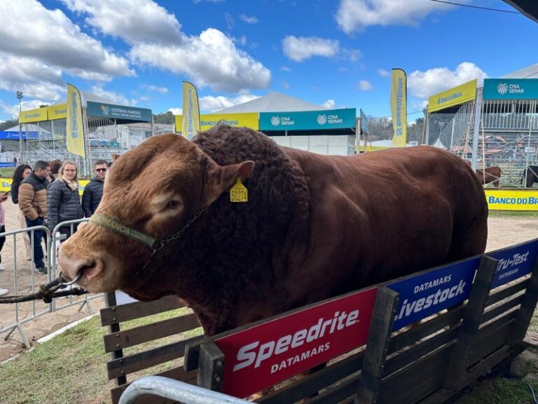 1.450 quilos: touro Limousin é bicampeão como mais pesado da Expointer