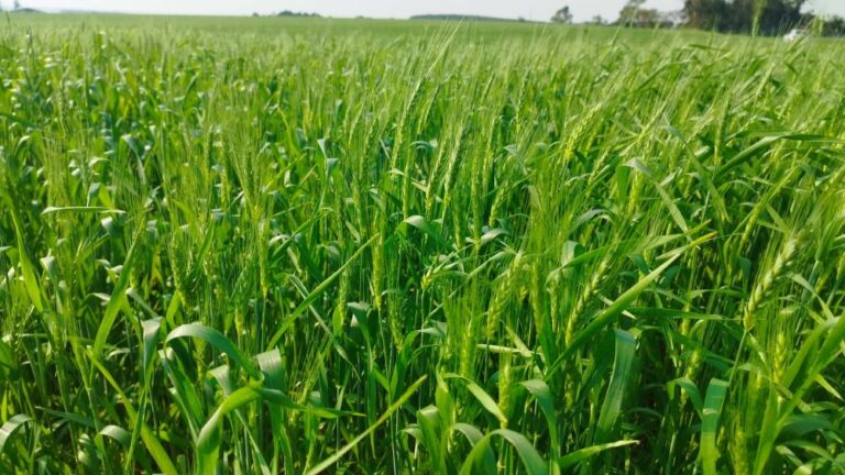 Trigo das lavouras gaúchas beneficiado pelas chuvas