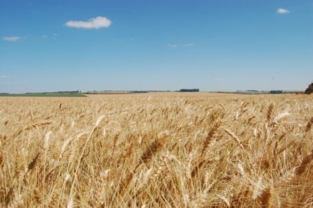 Negócios do trigo são limitados pelas incertezas sobre a produção