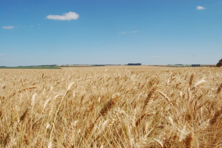Negócios do trigo são limitados pelas incertezas sobre a produção
