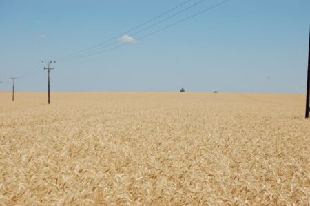 Pela quebra no PR, cai a projeção para safra brasileira de trigo