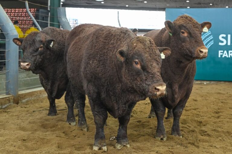 Julgamento de rústicos Devon e Bravon na Expointer consagra Cabanha Saudade
