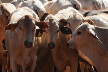 Segue a alta no boi gordo pelas escalas mais curtas de abate
