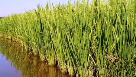 Rio Grande do Sul arranca o plantio da nova safra de arroz