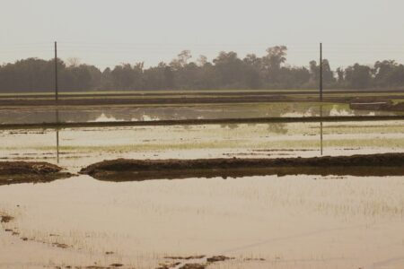 SC começa a safra de arroz com previsão de gerar 12% da produção nacional
