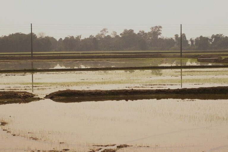 SC começa a safra de arroz com previsão de gerar 12% da produção nacional