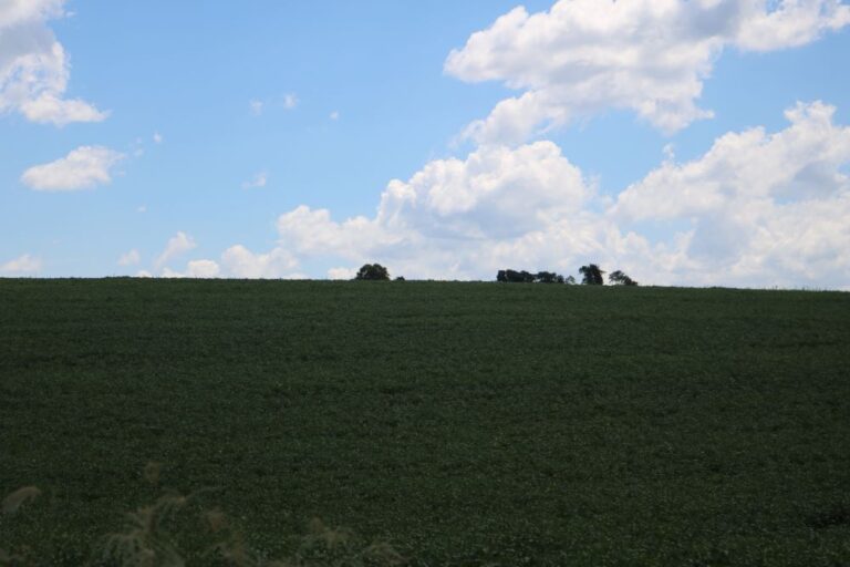 O manejo adequado na agricultura gaúcha nos próximos três meses sob La Niña