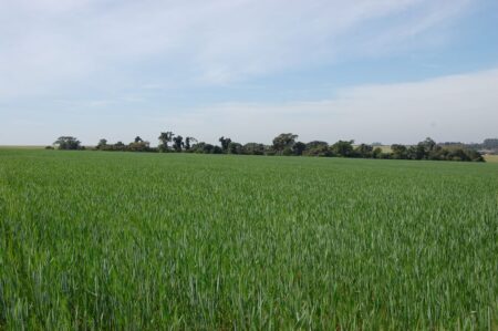 O que a enchente pode interferir na safra gaúcha de trigo?