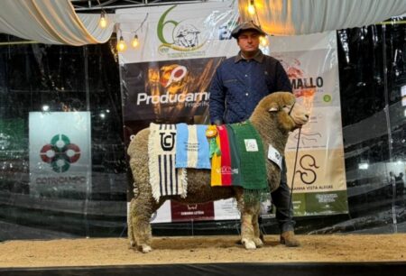 Vendas de ovinos na Expointer supera edição de 2023