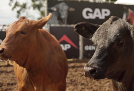 Pecuária gaúcha promove os tradicionais remates da Temporada de Primavera