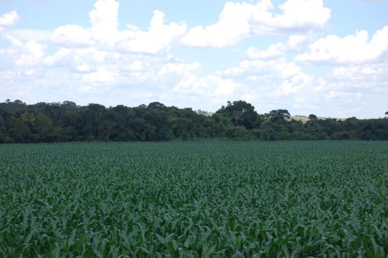 Milho 2024/25 vai crescer em área, produtividade e produção