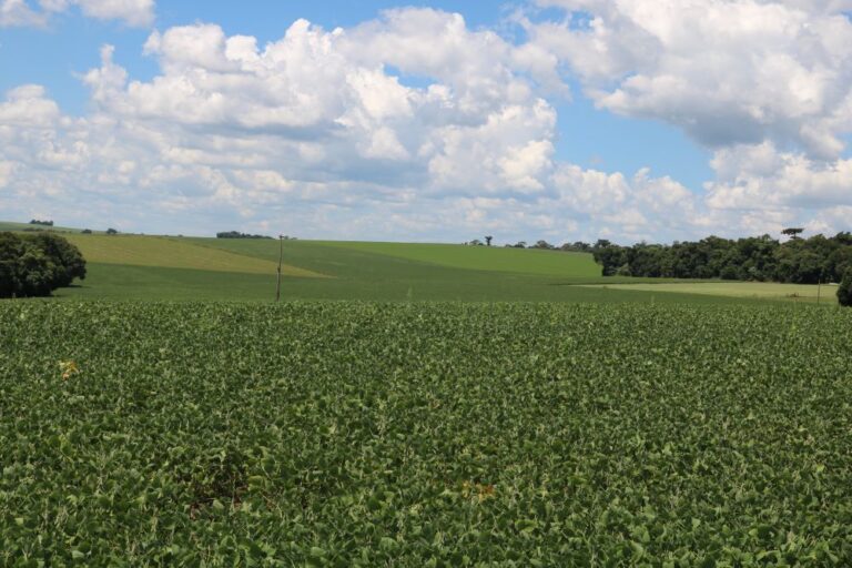 A contribuição gaúcha na queda do PIB da agropecuária brasileira