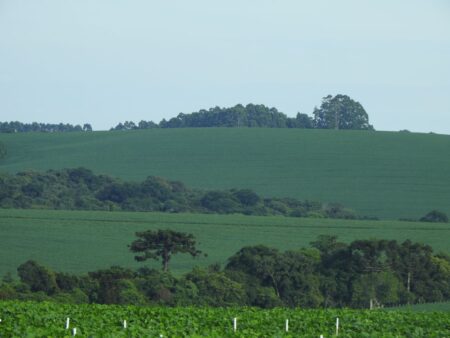 Santa Rosa celebra na Fenasoja os 100 anos da chegada da soja ao Brasil