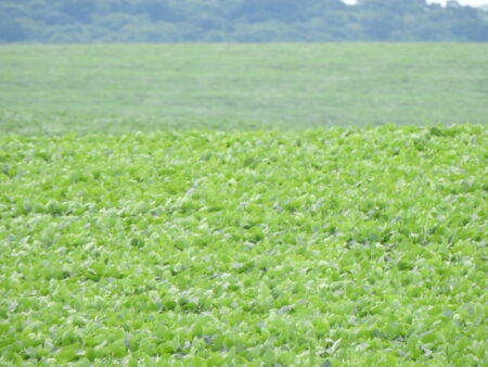 Soja segue firme pela demanda forte e menor disponibilidade