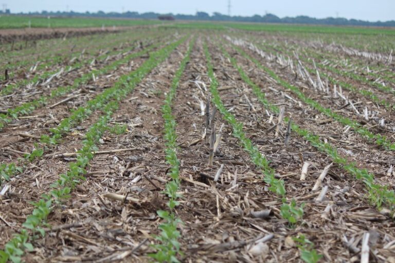 Soja: fim do vazio sanitário chega com preocupação pela falta de chuvas