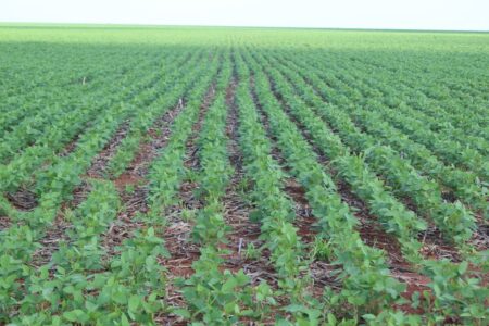 Seca no Brasil já leva ao aumento dos prêmios de risco da soja