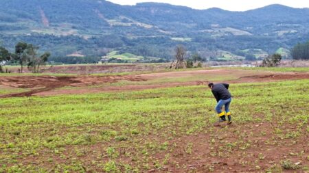 Uso de plantas para recuperação de solos atingidos pela enchente