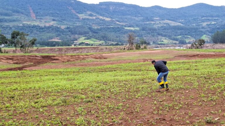 Uso de plantas para recuperação de solos atingidos pela enchente