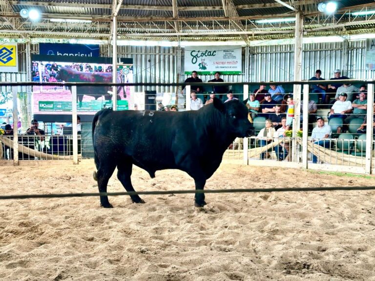 Touro Angus vendido por R$ 120 mil no Leilão Integração