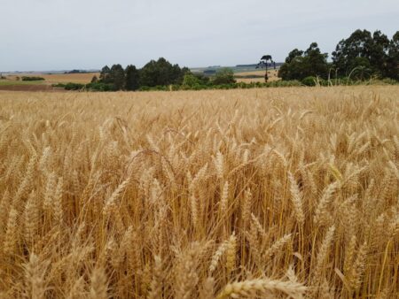 Trigo: compradores cautelosos e negócios apenas pontuais