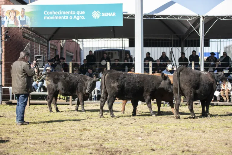 Calendário de exposições da primavera da Angus para RS e SC