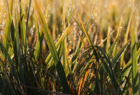 Arroz no RS: alto custo para recuperação de lavouras atingidas pelas chuvas