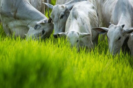 Boi gordo atinge R$ 300/arroba no indicador Cepea/B3 depois de 20 meses. O que explica esta alta?