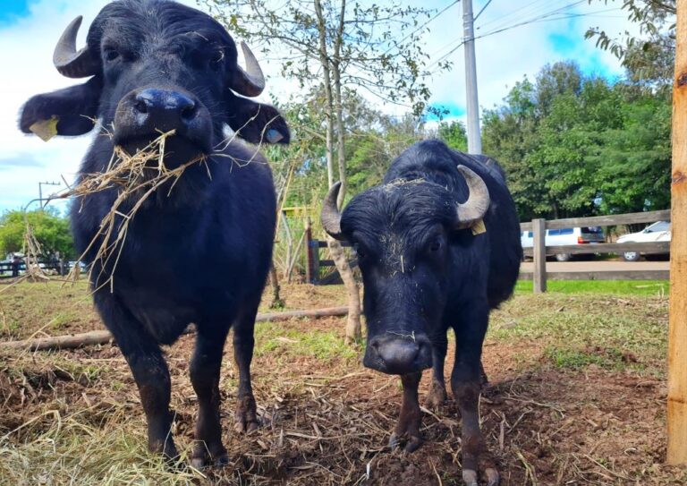 O tamanho e a importância da pecuária para o Rio Grande do Sul