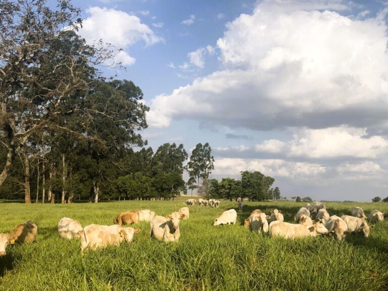 A importância da pecuária bem feita na mitigação da emissão de carbono