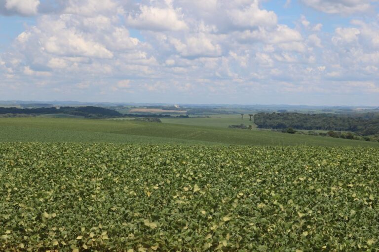 Produtores gaúchos foram os que mais contrataram o seguro penhor rural no primeiro semestre