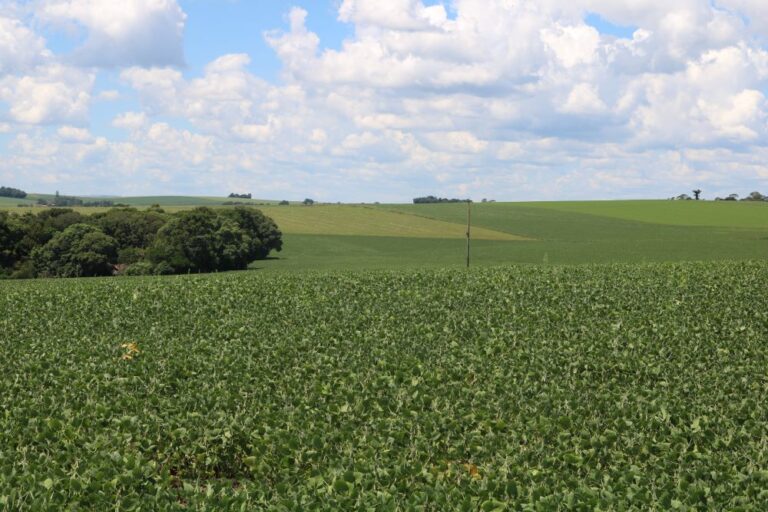 Nova safra gaúcha de soja terá menos tecnologia, avalia a Aprosoja-RS