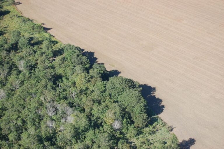Sustentabilidade: CNA apresenta posicionamento do agro brasileiro para a COP-29