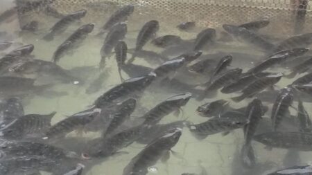 O potencial do RS na produção de tilápia, o ‘futuro frango’ da proteína animal