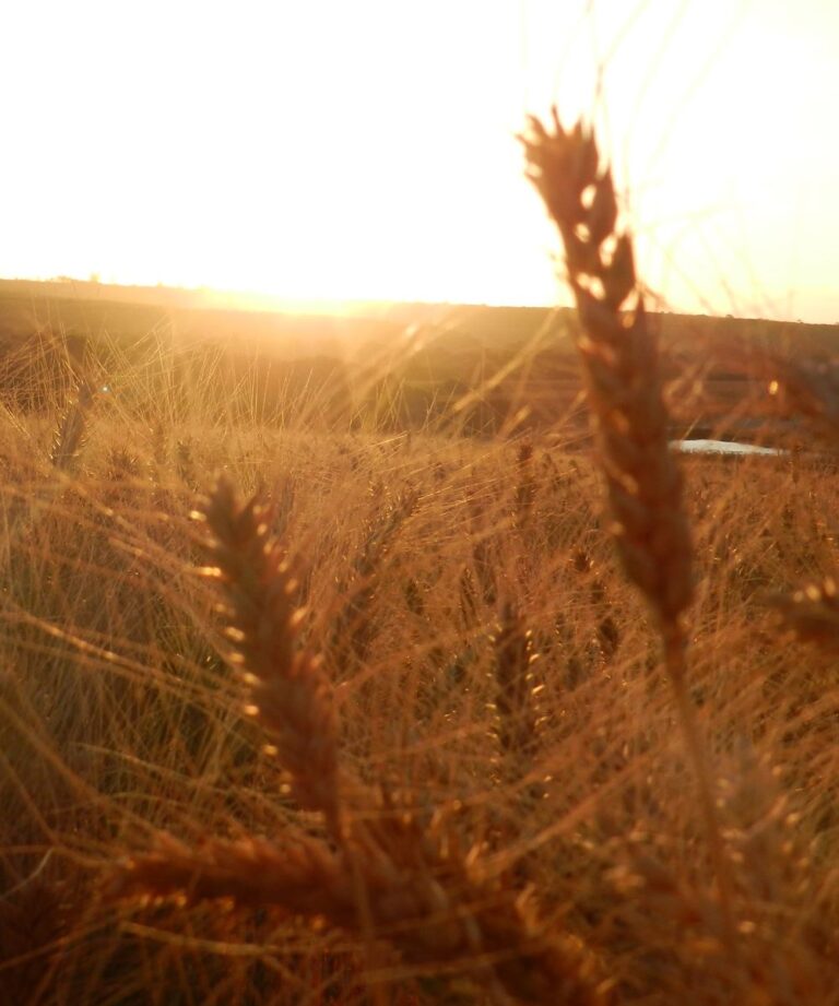 Clima decide negociações, colheita e qualidade da safra de trigo
