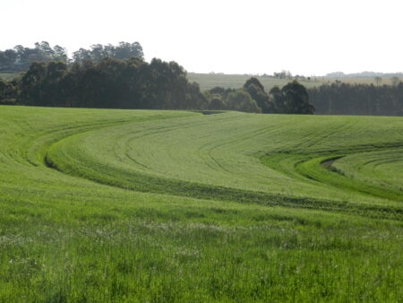 Produtores de trigo apostam na quebra paranaense para os preços melhorarem