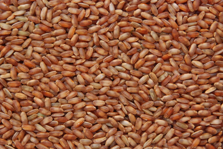 Câmbio deu sustentação ao preço do arroz em outubro