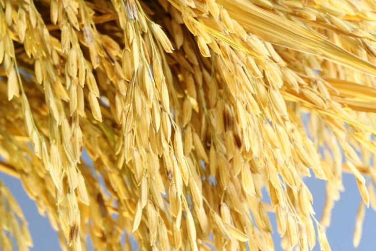 Primeiro embarque de arroz ao México gera expectativas positivas para exportações