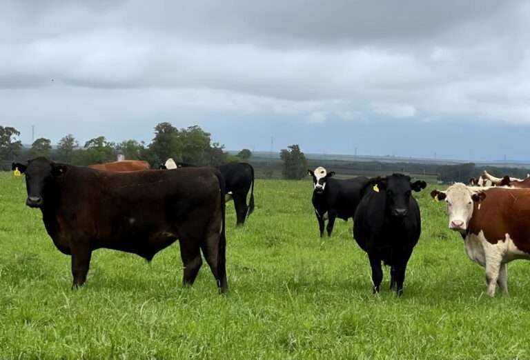 Instituto Desenvolve Pecuária repudia CEO do Carrefour francês