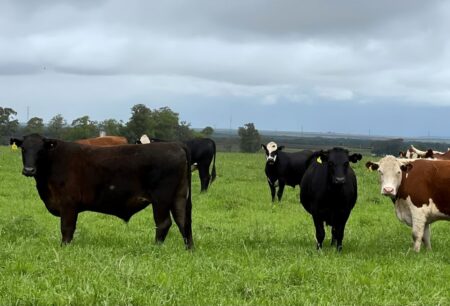 Eleição de Trump pode beneficiar carnes do Brasil no mercado internacional