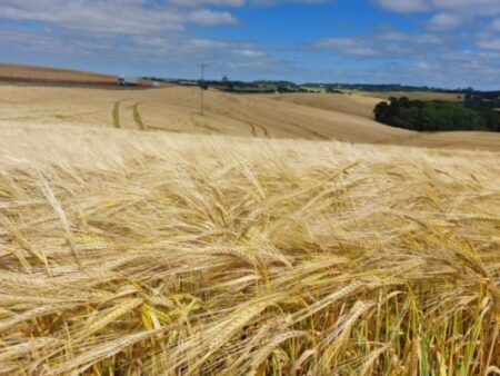 Colheitas da cevada e do trigo avançam no Rio Grande do Sul