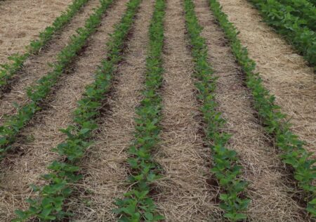 O que a agropecuária tem a ganhar com a lei que regulamenta o mercado de carbono