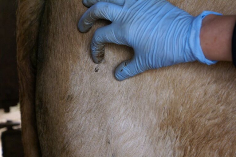 Prevenção é a primeira ação no combate aos carrapatos de animais comerciais e domésticos