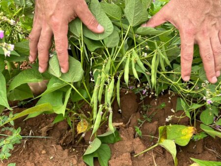 Plantio do feijão concluído em quase todo o RS