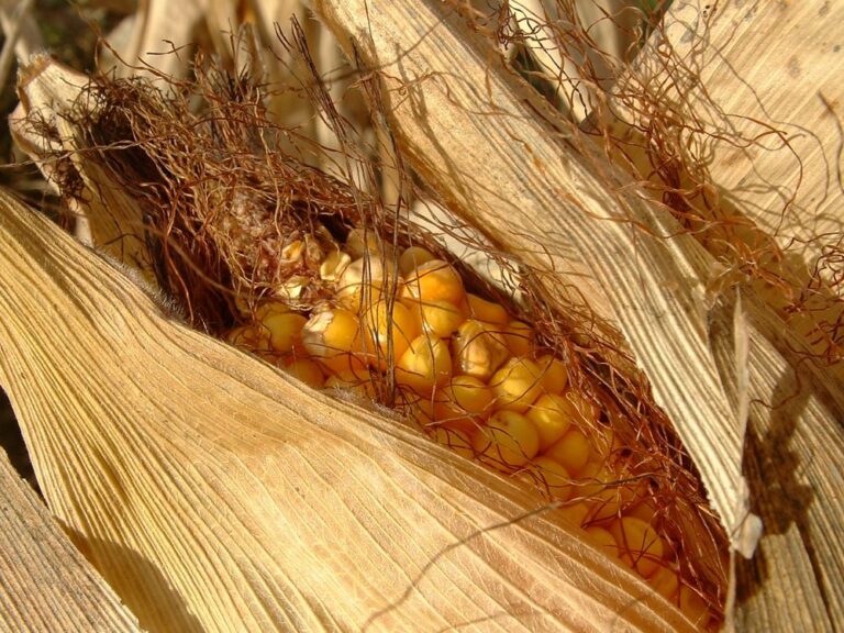 Etanol leva à alta do milho em Chicago