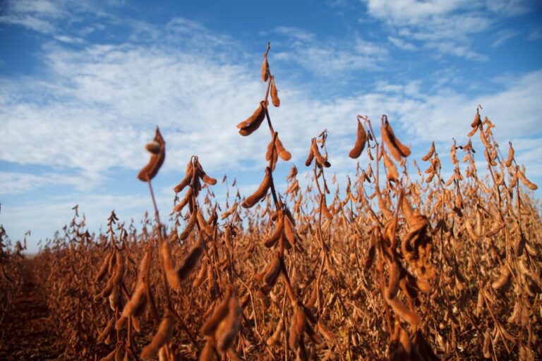 As reações dos mercados de soja e milho nos primeiros dias após a eleição de Trump