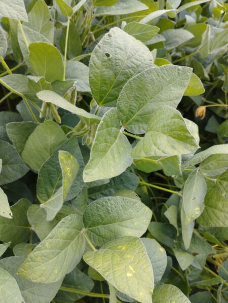 Deputados aprovam projeto de lei que regulamenta a produção de bioinsumos para uso próprio