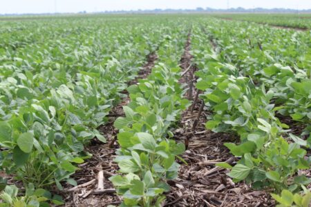 Soja: boas perspectivas para consumo interno e exportações